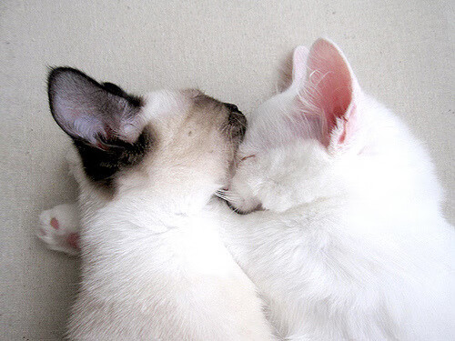 国家队比赛风格缺乏鲜明特色,国家队表现