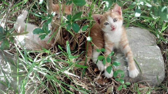 “马科斯·梅特罗的战术洞察力，为阿根廷美洲狮队开辟新天地”