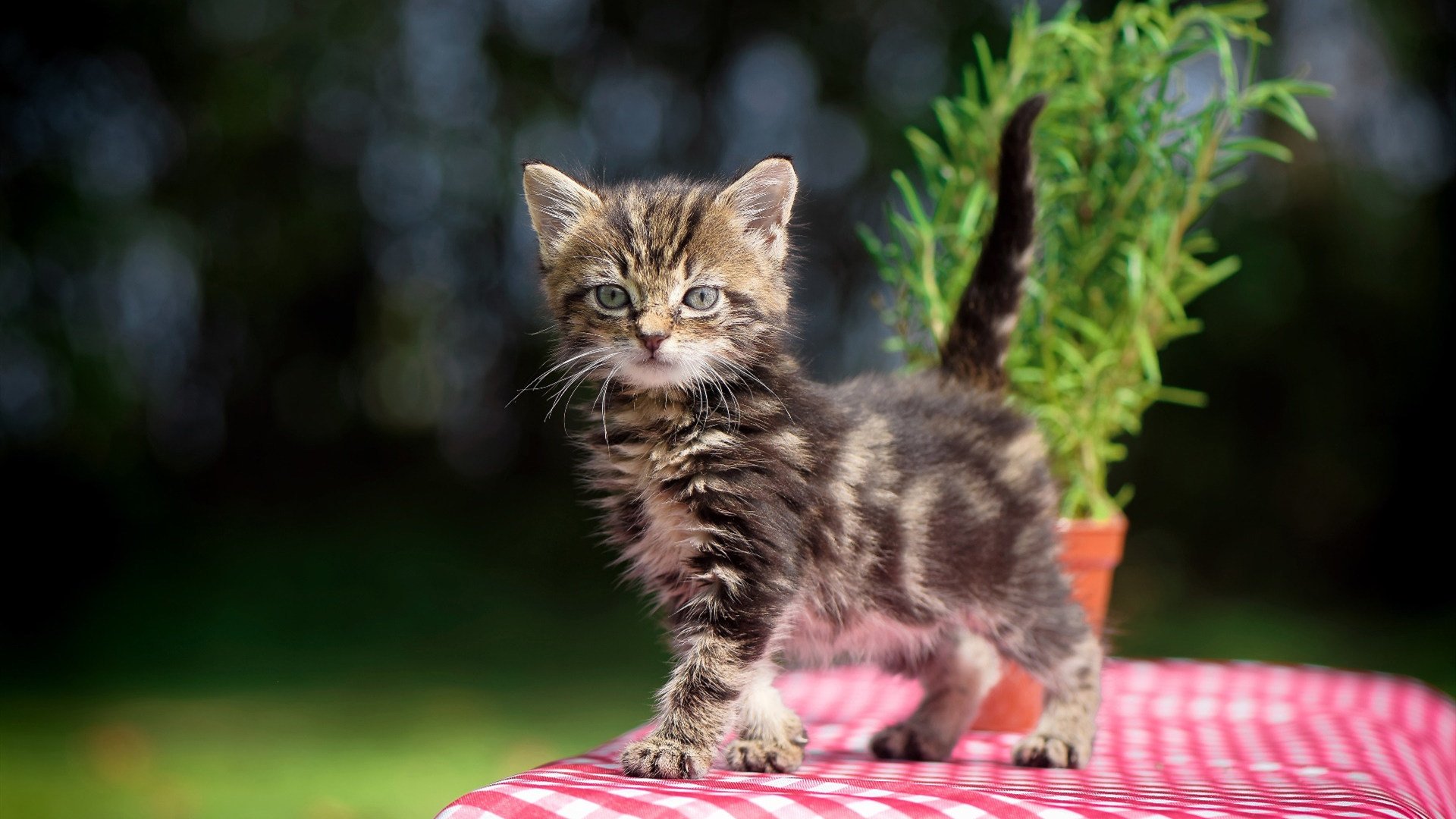 多元包容理念引领橄榄球发展，多元包容标语