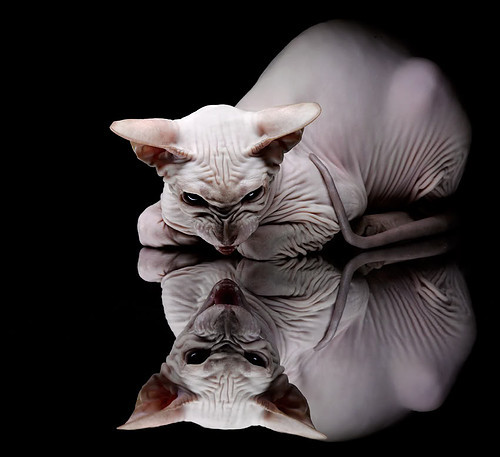 多元包容理念引领橄榄球发展，多元包容标语