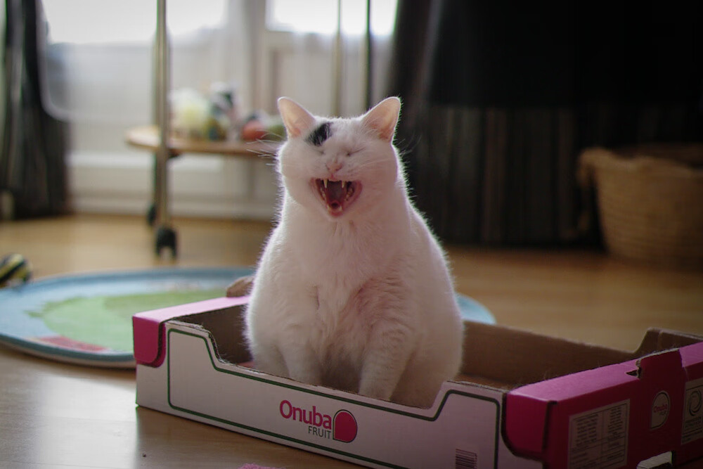 张雨霏带领接力队伍刷新亚洲纪录，张雨霏临时参加接力