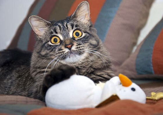 新西兰女子橄榄球引发全球关注，未来成发展重点，新西兰女子篮球队