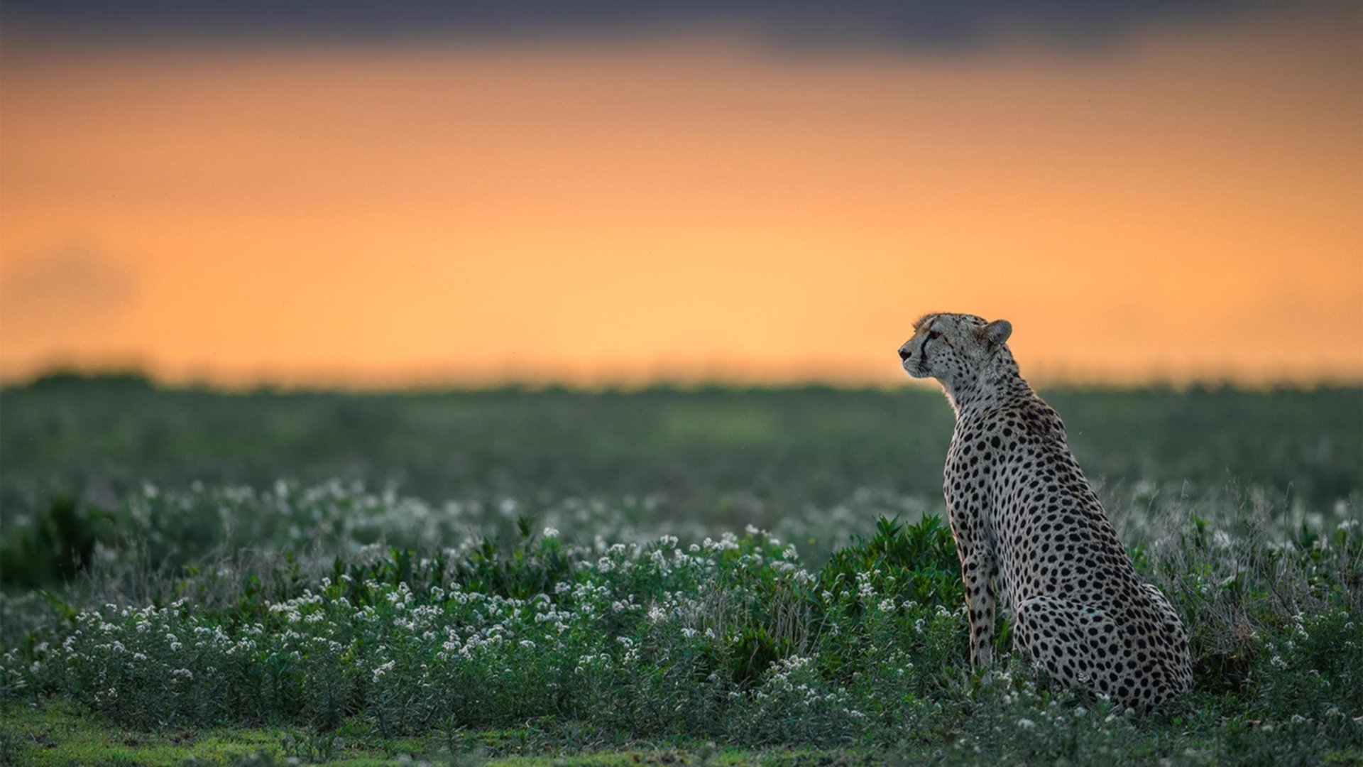 新西兰橄榄球的青少年赛事逐步成熟,吸引更多年轻球员,新西兰超级橄榄球联赛