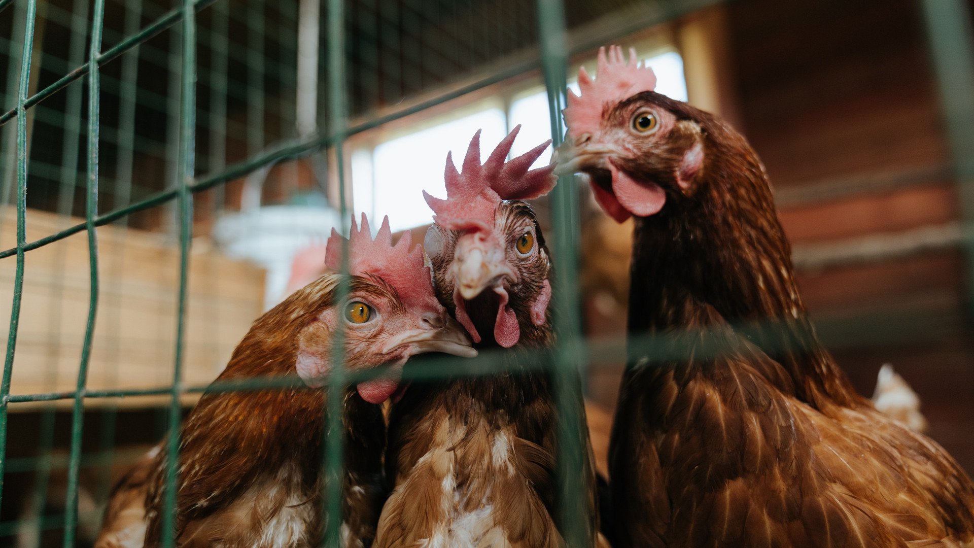 欧洲杯点球大战球员心理解析,欧洲杯点球大战球员心理解析图