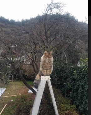 欧洲杯点球大战球员心理解析,欧洲杯点球大战球员心理解析图