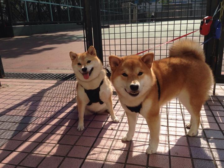 欧洲杯战术创新：布局巧妙，精彩不断！，欧洲杯技术